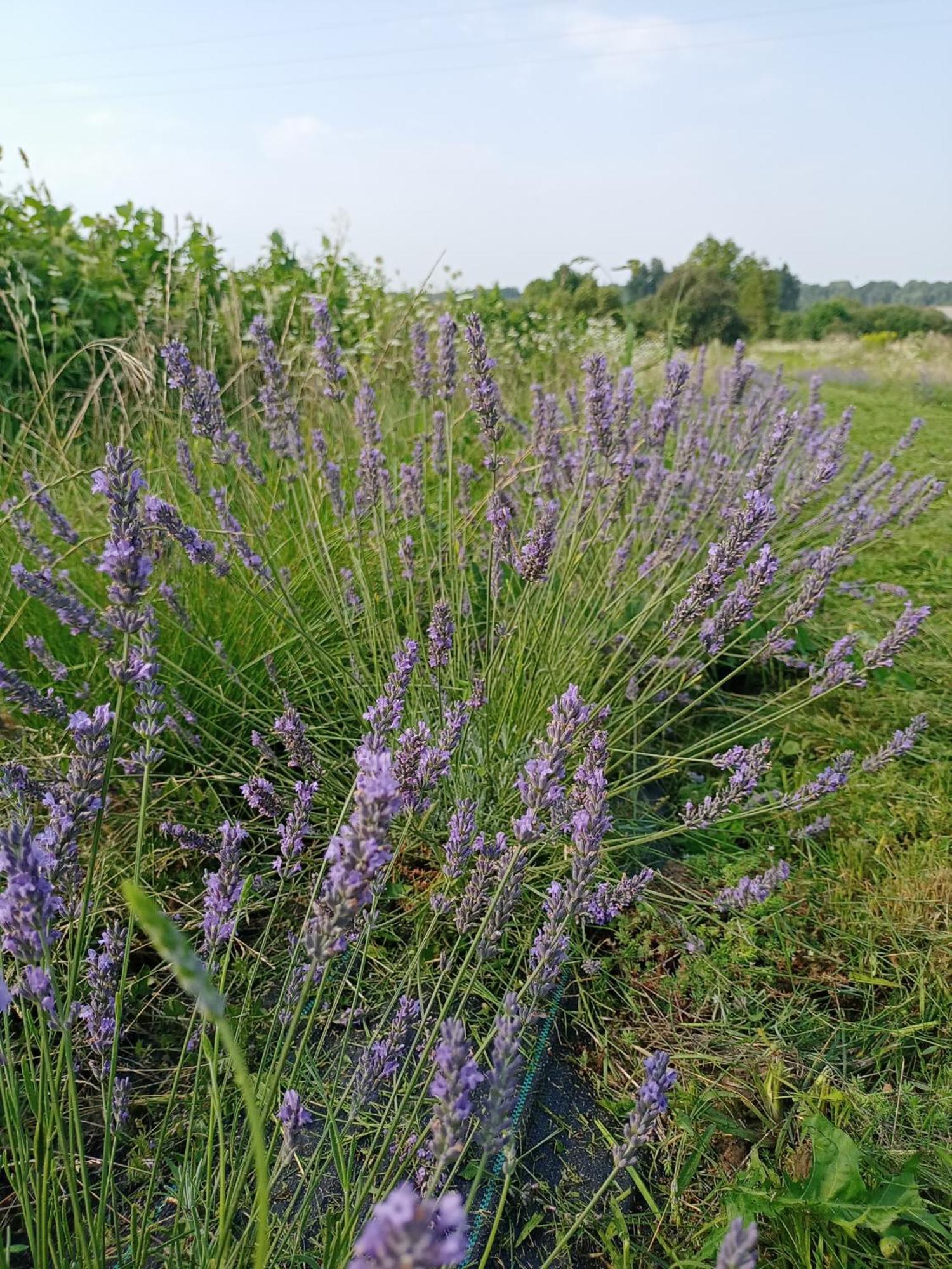 Agroturystyka "Pod Bluszczem" Krasnobród Εξωτερικό φωτογραφία